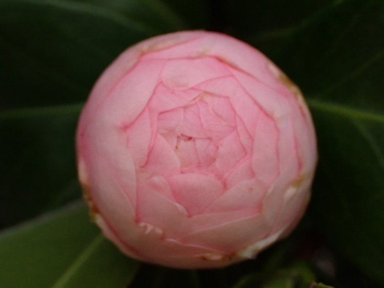 細やかな造形美が魅力的な、乙女椿のつぼみ。