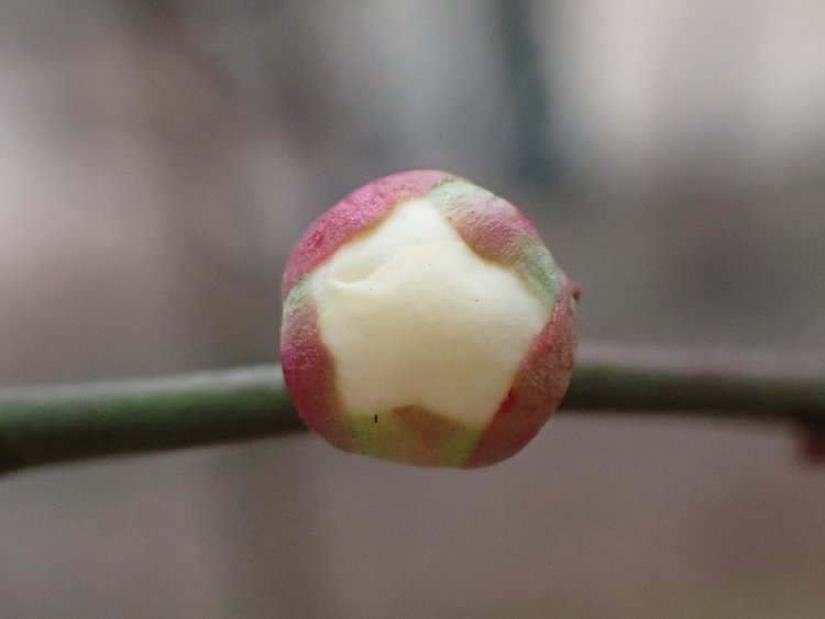 白い花びらが開花を待つ。梅（米良）のつぼみ。