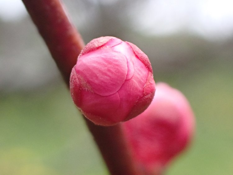 ビビッドな桃色が目を引く、梅（猩々紅）のつぼみ。