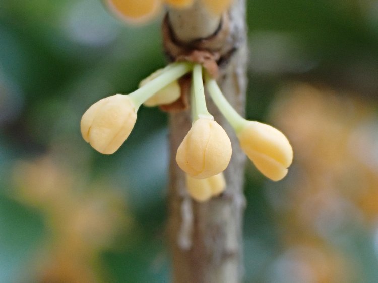 街でよく見る金木犀。つぼみはこんなにかわいらしい。