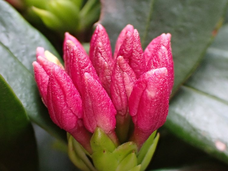 燃える炎のような、沈丁花のつぼみ。