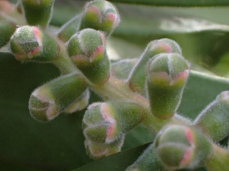 柔らかい毛に包まれた、ブラシノキのつぼみ。開花のプロセスも見どころ。