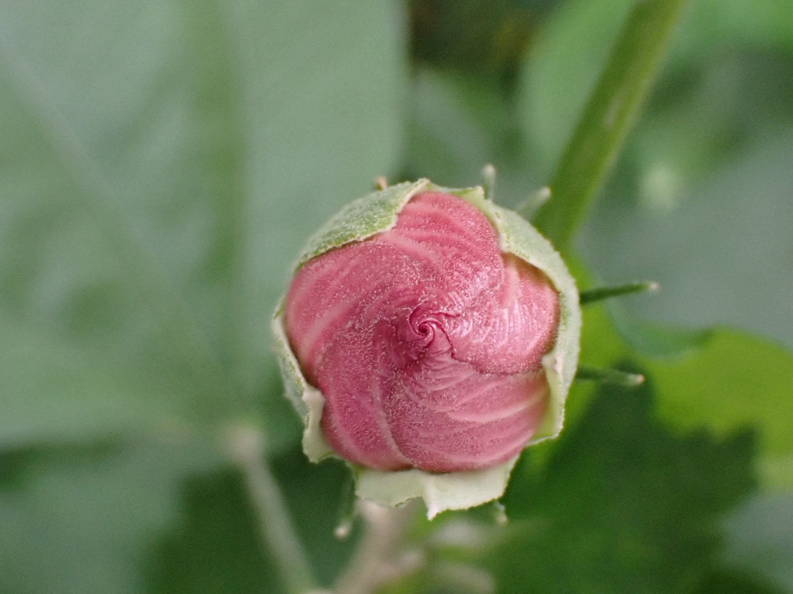 植物観察の楽しみが一気に広がる！樹木医・櫻井健太さんに伺う花が咲く