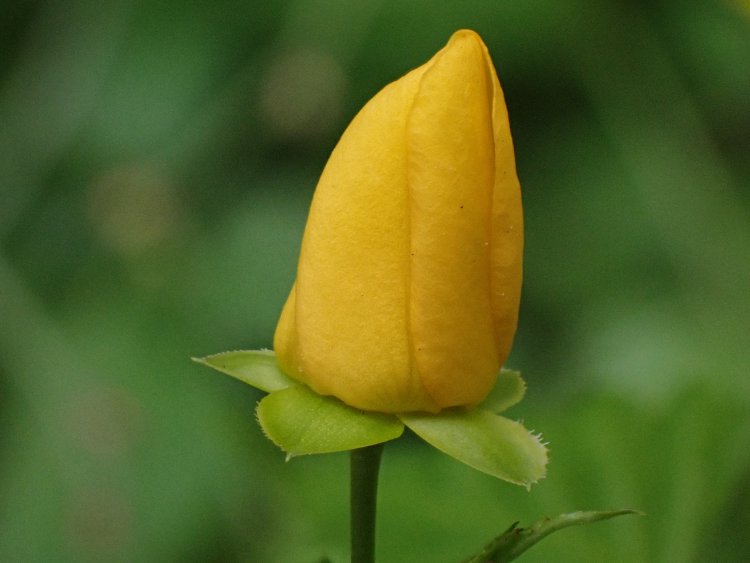 ジェラートのような形状をした、一重咲きのヤマブキのつぼみ。