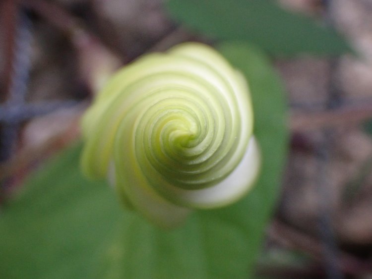 ぐるぐると螺旋を描く、夜顔のつぼみ。