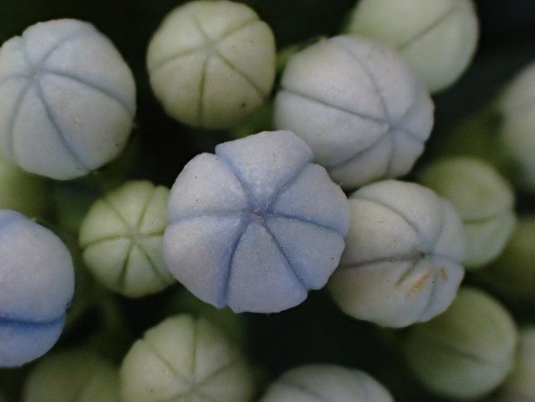 和菓子の練り切りを彷彿とさせる、常山アジサイ（碧の瞳）のつぼみ。