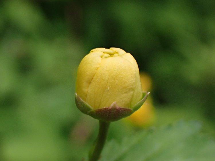 八重咲きのヤマブキのつぼみは、丸い形状をしている。