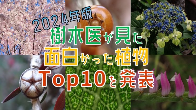YouTube番組「樹木医の植物紹介」で、身近な植物を楽しく紹介する櫻井さん。