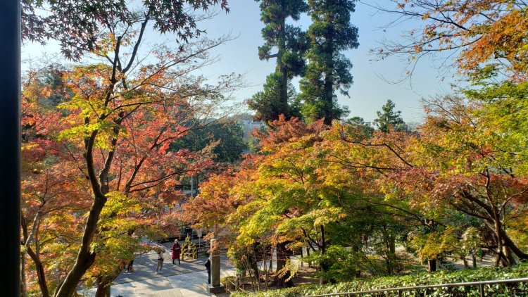 鮮やかな紅葉に少し緑の葉が交じる鎌倉の紅葉。