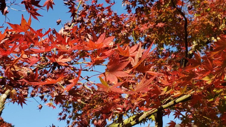 真っ赤な紅葉はこの季節だけの楽しみ。