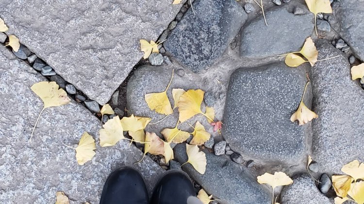 イチョウの葉は油分が多く滑りやすいので気を付けて。
