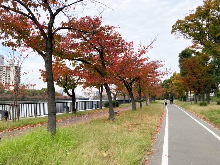 葉が赤く色づいた大川の桜並木。