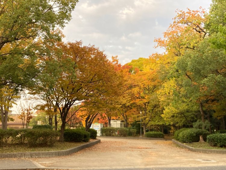 大阪城公園で秋を感じた。