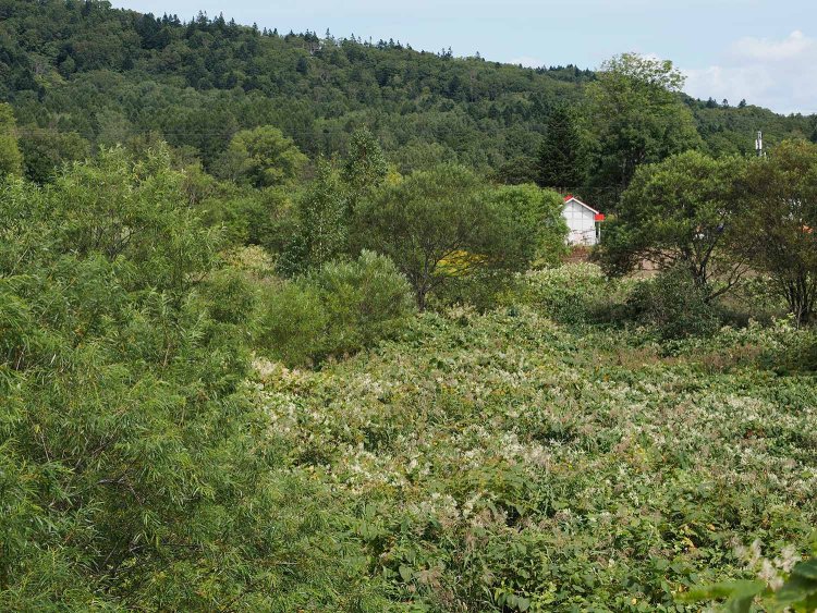 添牛内駅近くの跨線橋から駅を望む。当然ながら現役時代は草木が刈られていたが、30年も経つと路盤は没してしまっている。