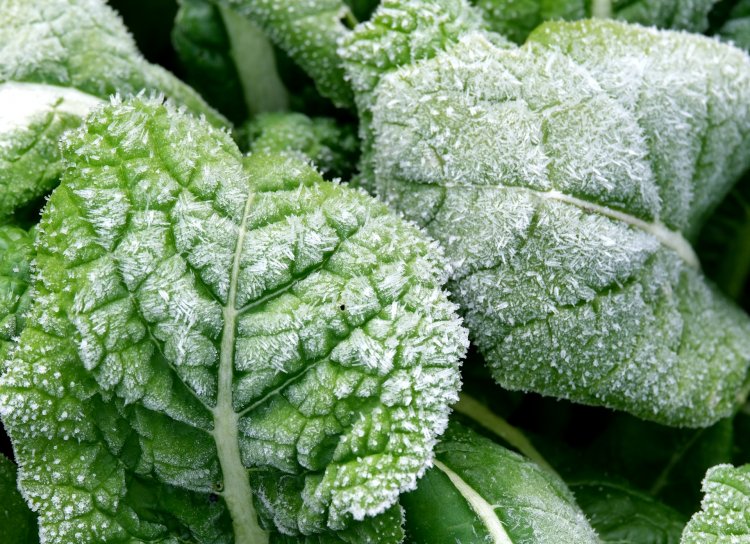 うっすらと葉に降りた霜、朝の散歩で見つけたい（画像＝写真AC）。