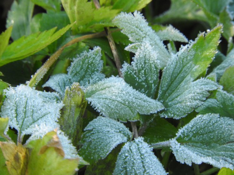 朝日に輝く霜、おだやかに晴れる朝をねらってみて（画像＝写真AC）。