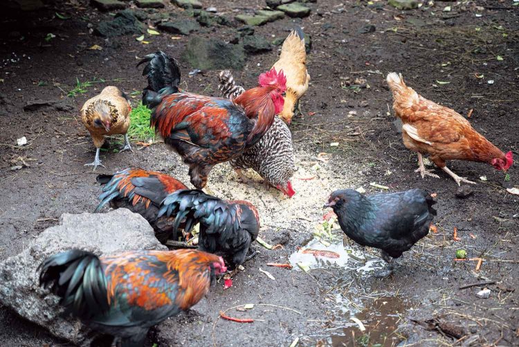裏庭で飼うアローカナ、ボリスブラウン、ホシノブラックワンなどの鶏。餌は伊勢海老の殻などの残渣（ざんさ）を循環利用。