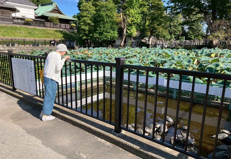 カメキチや～い。