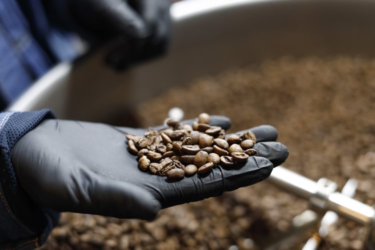 定休日と閉店後が焙煎タイム。丁寧に豆をより分ける。