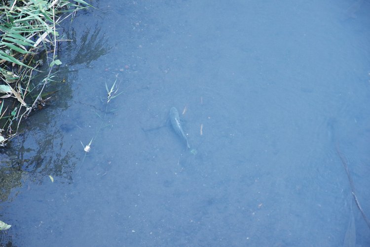 川には魚が泳いでいるのが見える。のどかだなあ。