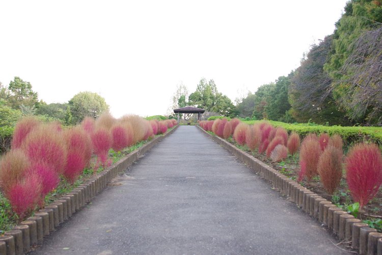 この日はコスモス、ラベンダー、コキアが美しく咲いていた。