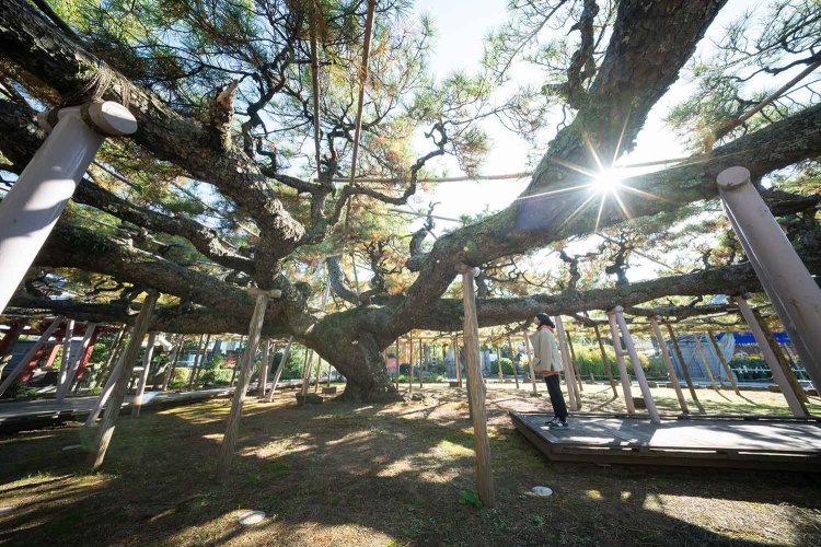 【散歩の達人】善養寺_3