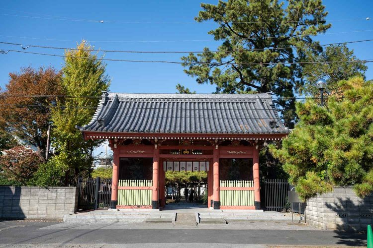 仁王門の右奥には背の高い「星降り松」。