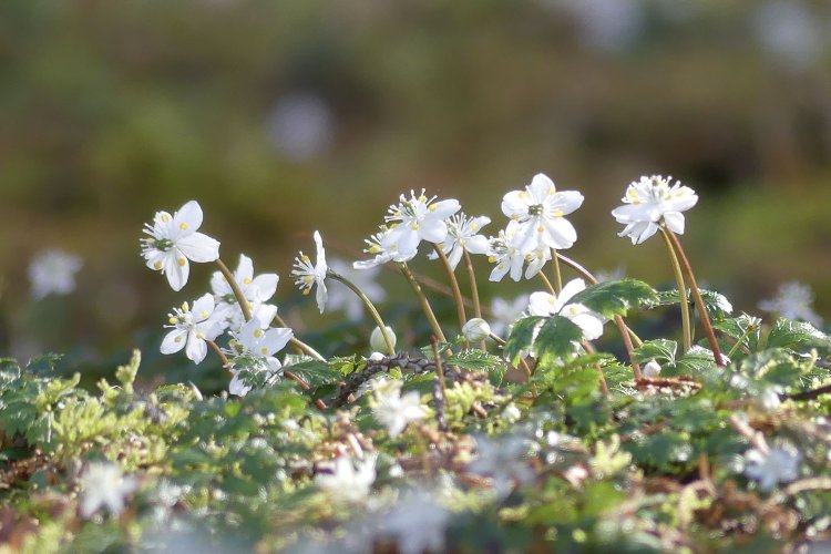 バイカオウレン。地元の方々で構成されたボランティア「牧野公園はなもりC-Love」が大切に育てる。