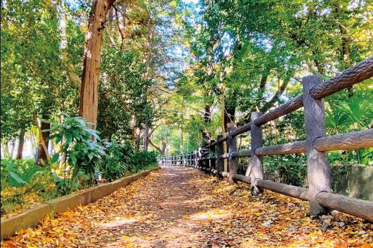 木漏れ日があふれる遊歩道。