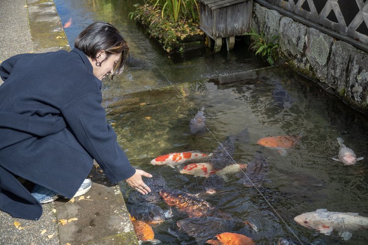 津和野の代名詞、悠々と鯉が泳ぐ殿町通り。