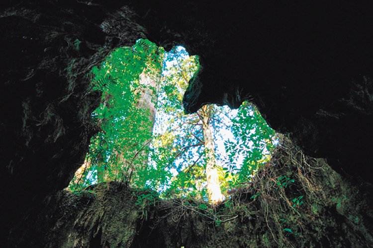 日本初の世界遺産になった屋久島。屋久杉の巨大な切り株・ウィルソン株や、その森に圧倒されたという（写真＝屋久島観光協会）。