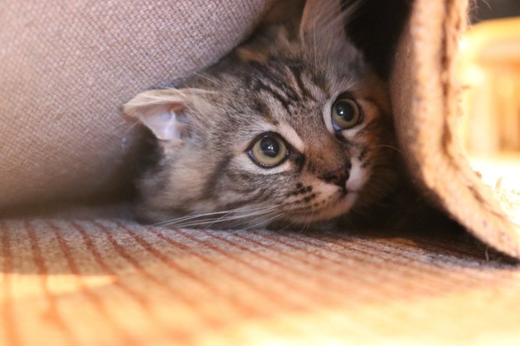 ペットがおびえないようにお泊りで慣れさせてみることも必要かも（画像＝写真AC）。