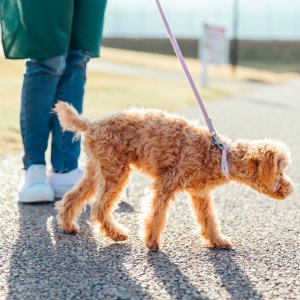 30年以内に巨大地震発生のおそれ。ペットのためにできる備えは？