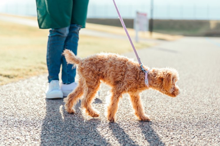 30年以内に巨大地震発生のおそれ。ペットのためにできる備えは？