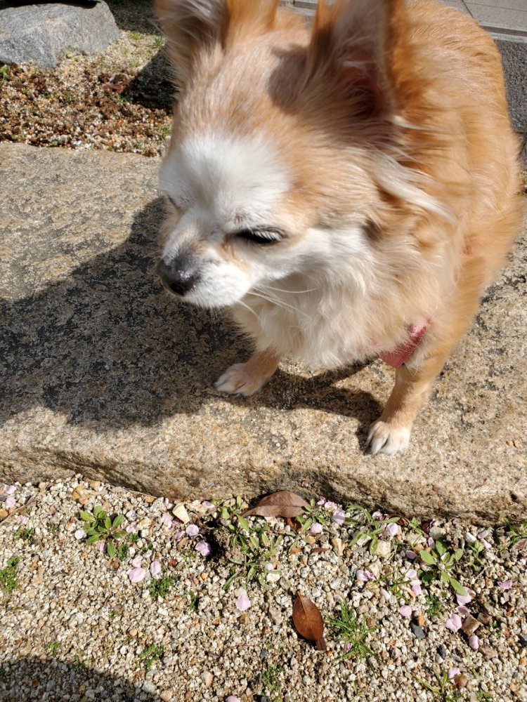 筆者の愛犬。ペットもかけがえのない家族の一員だ。