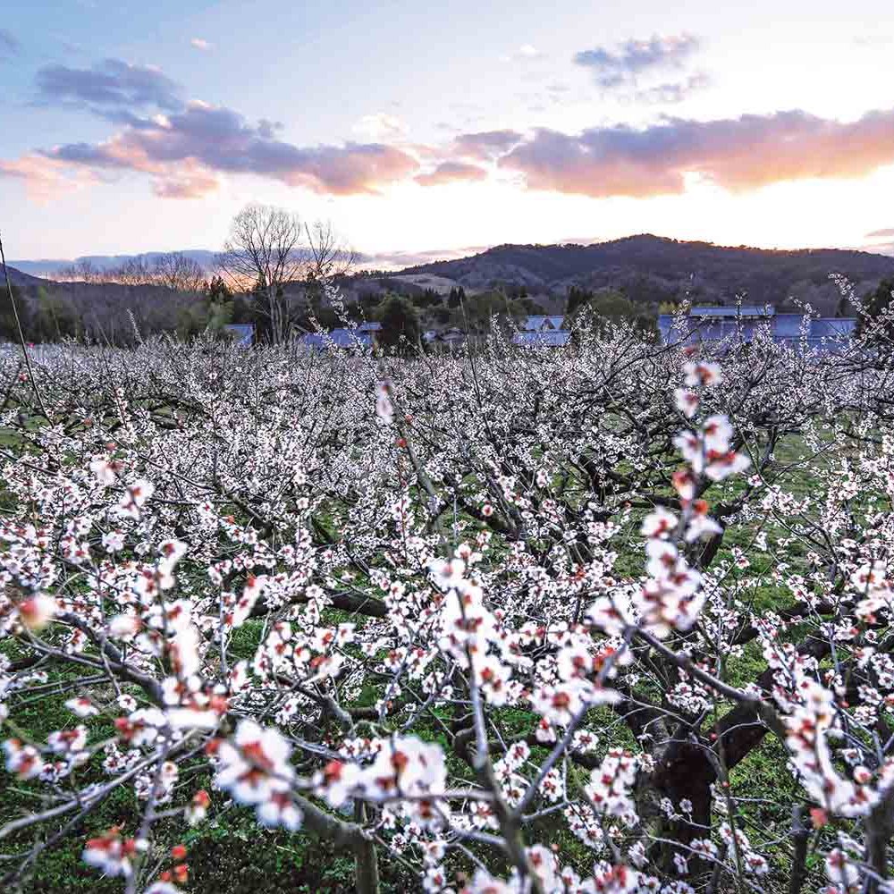 まもなく梅の花が見頃に！ 春待つ湖都・滋賀県大津市の恵みと文化を堪能する