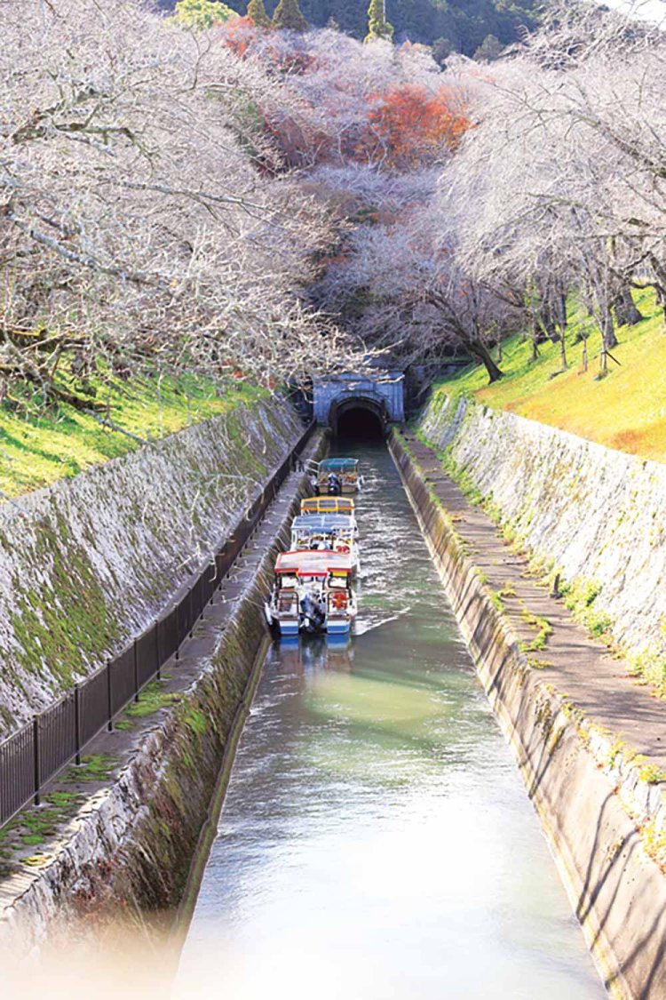 琵琶湖第1疏水は春、桜の名所に。