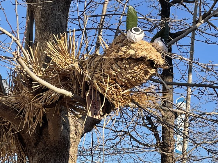 ワラで作った大蛇が町の安全を守る！市川市の国府台天満宮で「国府台辻切り」が、1月17日に開催
