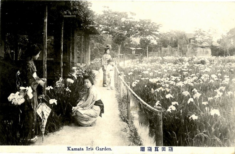 蒲田菖蒲園の絵葉書（作成年代：明治40年7月～大正7年3月、写真提供＝大田区立郷土博物館）。