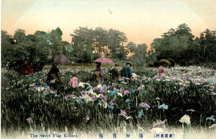 蒲田菖蒲園の絵葉書（作成年代：明治40年7月～大正7年3月、写真提供＝大田区立郷土博物館）。