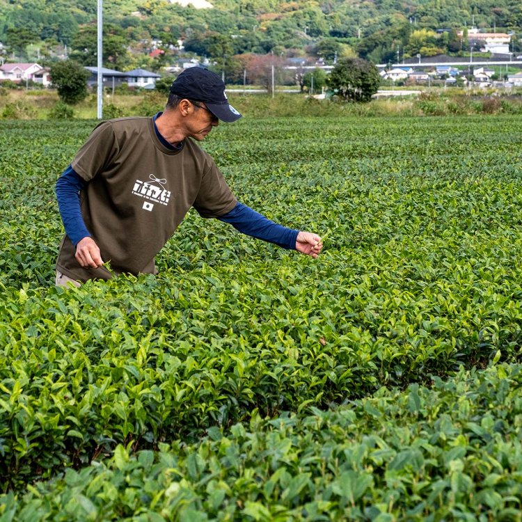 地元デザイン会社代表でもあり、2haの畑を引き継いだ井上哲さん。「色・香り・味ともに優れた春の一番茶を、厳選して使用しています」。