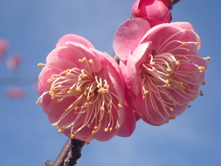 写真は「唐梅」。青空にピンク色が映えて、元気がもらえそう。