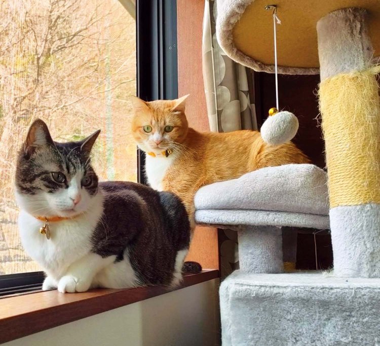 2匹のキュートな看板猫がお出迎え。