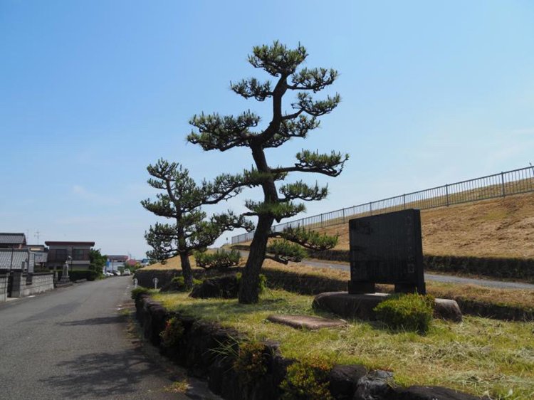 前田利家出世の松