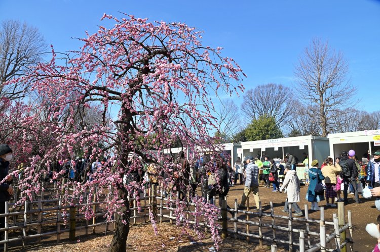 梅をめでながら、地元商店街による模擬店での食べ歩きも楽しもう！
