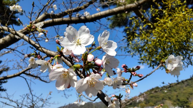 耳を澄ませば新しい季節の音に気が付くかも。