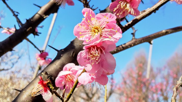 光の春、音の春、気温の春。3ステップで変化する季節の歩みを散歩で実感してみて