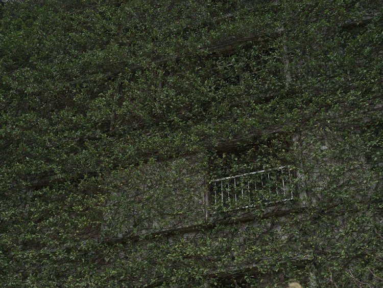 蔦（つた）に覆いつくされたアパート。植物は頑丈な鉄筋コンクリートアパートを飲み込んでしまう。