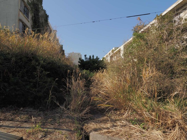 広場や道であったのに木々が覆いつくしていく。