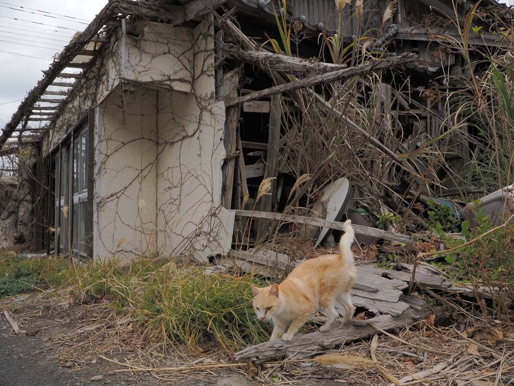 人懐こい猫が一緒に散策。と思ったら爪を研ぎ始めた。マイペースである。